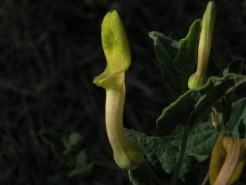 Fotografia da espécie Aristolochia pistolochia