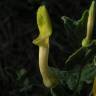 Fotografia 4 da espécie Aristolochia pistolochia do Jardim Botânico UTAD