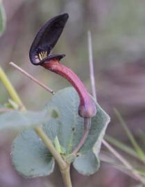 Fotografia da espécie Aristolochia pistolochia