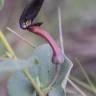 Fotografia 5 da espécie Aristolochia pistolochia do Jardim Botânico UTAD