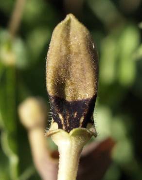 Fotografia 6 da espécie Aristolochia pistolochia no Jardim Botânico UTAD