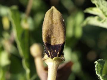 Fotografia da espécie Aristolochia pistolochia