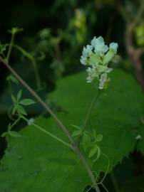 Fotografia da espécie Ceratocapnos claviculata