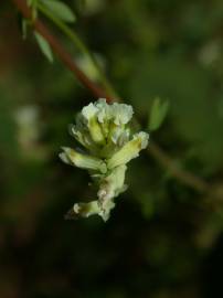 Fotografia da espécie Ceratocapnos claviculata