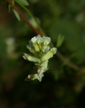 Fotografia 3 da espécie Ceratocapnos claviculata no Jardim Botânico UTAD