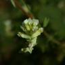 Fotografia 3 da espécie Ceratocapnos claviculata do Jardim Botânico UTAD