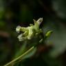 Fotografia 4 da espécie Ceratocapnos claviculata do Jardim Botânico UTAD