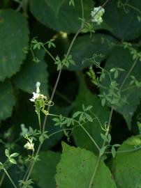 Fotografia da espécie Ceratocapnos claviculata