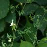 Fotografia 5 da espécie Ceratocapnos claviculata do Jardim Botânico UTAD