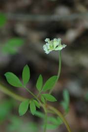 Fotografia da espécie Ceratocapnos claviculata