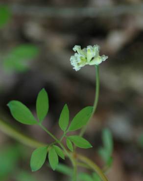 Fotografia 7 da espécie Ceratocapnos claviculata no Jardim Botânico UTAD