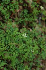 Fotografia da espécie Ceratocapnos claviculata