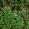 Fotografia 8 da espécie Ceratocapnos claviculata do Jardim Botânico UTAD