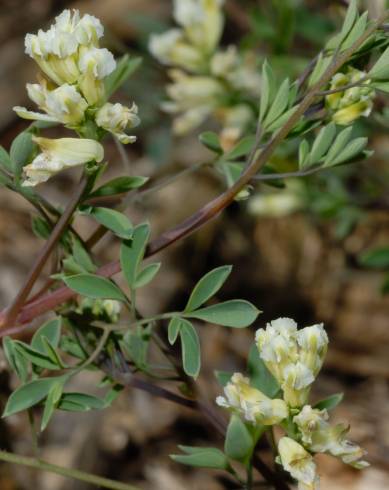 Fotografia de capa Ceratocapnos claviculata - do Jardim Botânico