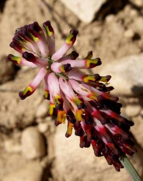 Fotografia 3 da espécie Platycapnos spicatus no Jardim Botânico UTAD