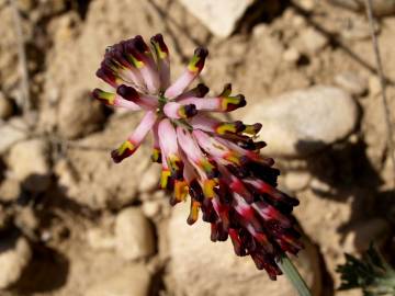 Fotografia da espécie Platycapnos spicatus