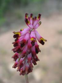 Fotografia da espécie Platycapnos spicatus