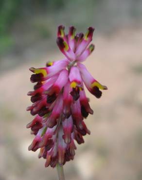 Fotografia 4 da espécie Platycapnos spicatus no Jardim Botânico UTAD