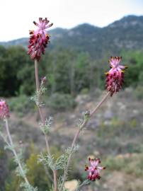 Fotografia da espécie Platycapnos spicatus