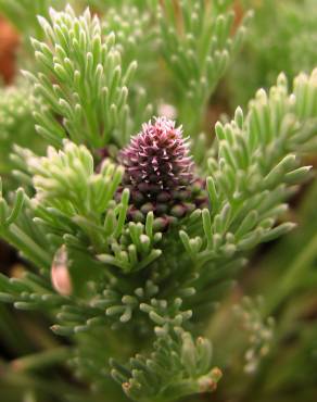 Fotografia 6 da espécie Platycapnos spicatus no Jardim Botânico UTAD