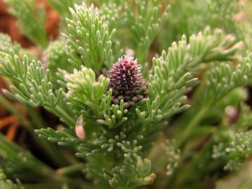 Fotografia da espécie Platycapnos spicatus