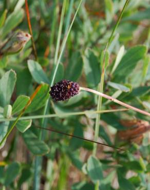 Fotografia 6 da espécie Sanguisorba officinalis no Jardim Botânico UTAD