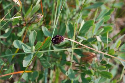 Fotografia da espécie Sanguisorba officinalis