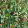 Fotografia 6 da espécie Sanguisorba officinalis do Jardim Botânico UTAD