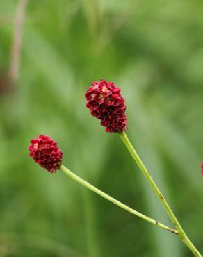 Fotografia 8 da espécie Sanguisorba officinalis no Jardim Botânico UTAD