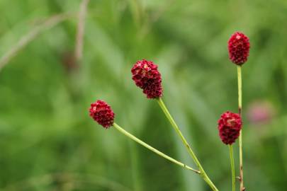 Fotografia da espécie Sanguisorba officinalis