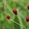 Fotografia 8 da espécie Sanguisorba officinalis do Jardim Botânico UTAD