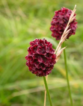 Fotografia 1 da espécie Sanguisorba officinalis no Jardim Botânico UTAD