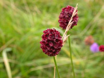 Fotografia da espécie Sanguisorba officinalis