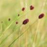 Fotografia 9 da espécie Sanguisorba officinalis do Jardim Botânico UTAD