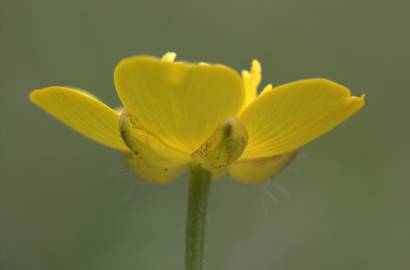 Fotografia da espécie Ranunculus repens