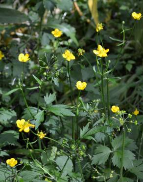 Fotografia 9 da espécie Ranunculus repens no Jardim Botânico UTAD