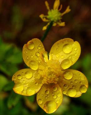 Fotografia 10 da espécie Ranunculus repens no Jardim Botânico UTAD