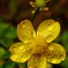 Fotografia 10 da espécie Ranunculus repens do Jardim Botânico UTAD