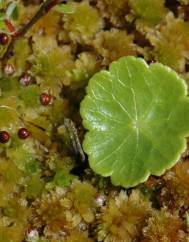 Hydrocotyle vulgaris