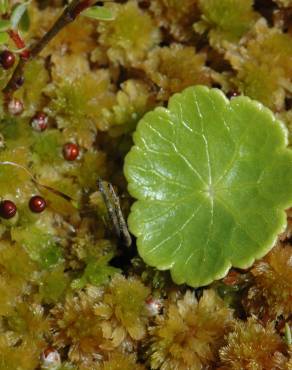 Fotografia 1 da espécie Hydrocotyle vulgaris no Jardim Botânico UTAD