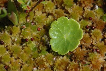 Fotografia da espécie Hydrocotyle vulgaris