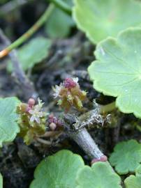 Fotografia da espécie Hydrocotyle vulgaris