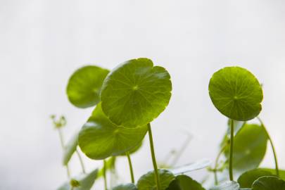 Fotografia da espécie Hydrocotyle vulgaris