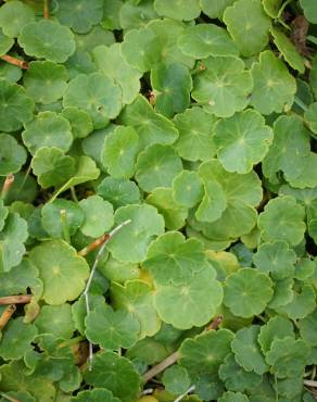 Fotografia 6 da espécie Hydrocotyle vulgaris no Jardim Botânico UTAD