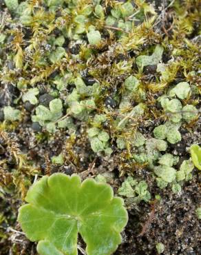 Fotografia 7 da espécie Hydrocotyle vulgaris no Jardim Botânico UTAD