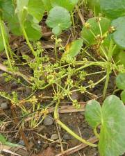 Fotografia da espécie Hydrocotyle bonariensis