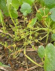 Hydrocotyle bonariensis