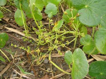 Fotografia da espécie Hydrocotyle bonariensis