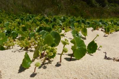 Fotografia da espécie Hydrocotyle bonariensis