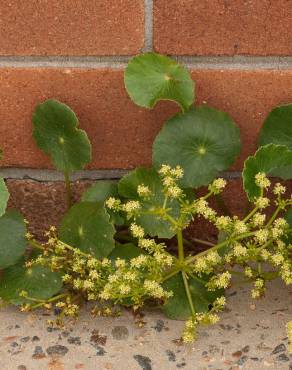 Fotografia 7 da espécie Hydrocotyle bonariensis no Jardim Botânico UTAD